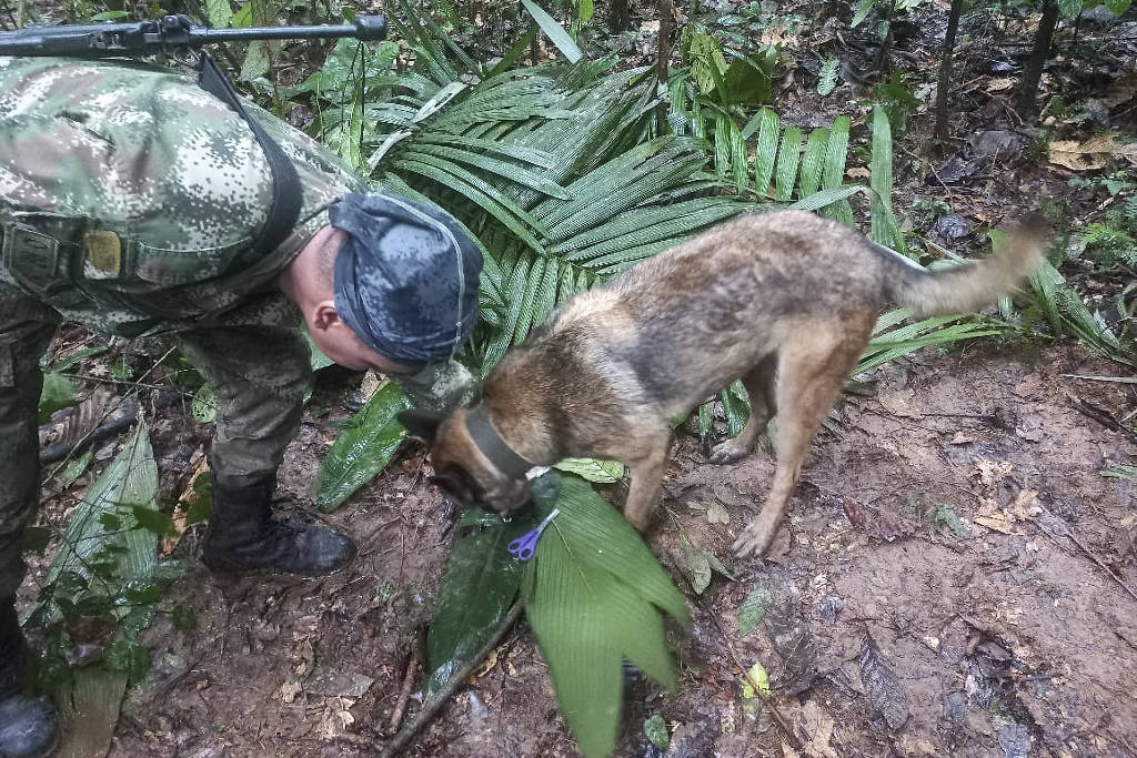 r petropolitano ameaça animais e vídeos viralizam na