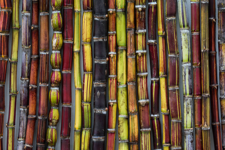 Variedades de cana-de-açúcar mantidas pelo CTC em Camamu (BA)