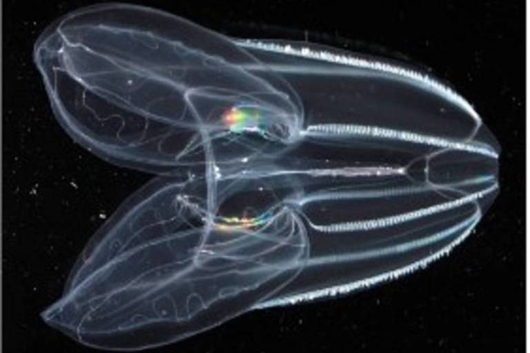 Criaturas marinhas bizarras jogam luz sobre o surgimento do reino animal
