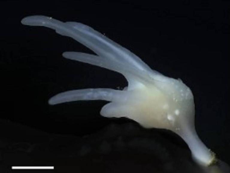 A esponja cladorhizid foi coletada na costa da Califórnia (EUA), a uma profundidade de 3.975 m. O seu DNA mostra que essas esponjas estão mais relacionadas aos animais do que a outras formas de vida