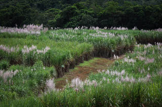 Plantação de cana-de-açúcar em Camamu (BA)