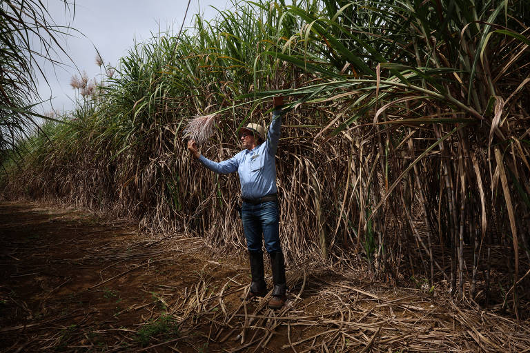 Ivan Domingues Toniasso, coordenador de hibridação, analisa flor de cana na estação de cruzamentos do CTC em Camamu (BA)