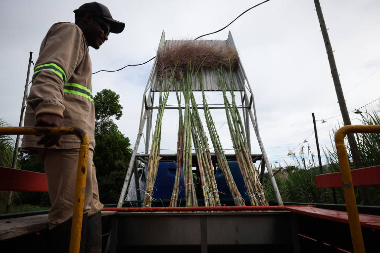 Equipe do CTC retira amostras de cana-de-açúcar para análise
