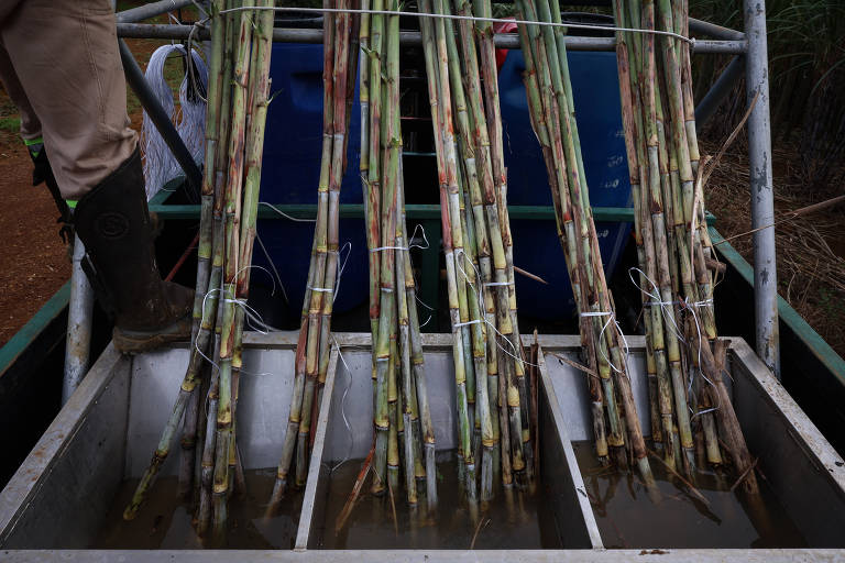 Amostras de cana-de-açúcar existentes na fazenda em meio à mata atlântica na Bahia