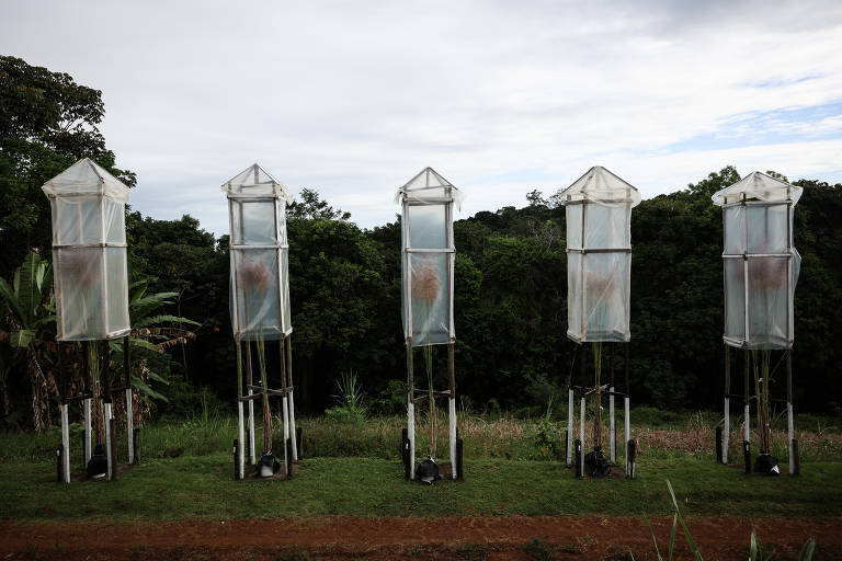 Cana é colocada em "lanterna" para cruzamento em Camamu; elas ficam no local por 14 dias, protegidas para evitar pólens de outras plantas