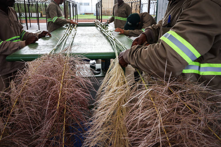 Flor da cana-de-açúcar  é preparada para o processo de cruzamento e melhoramento genético