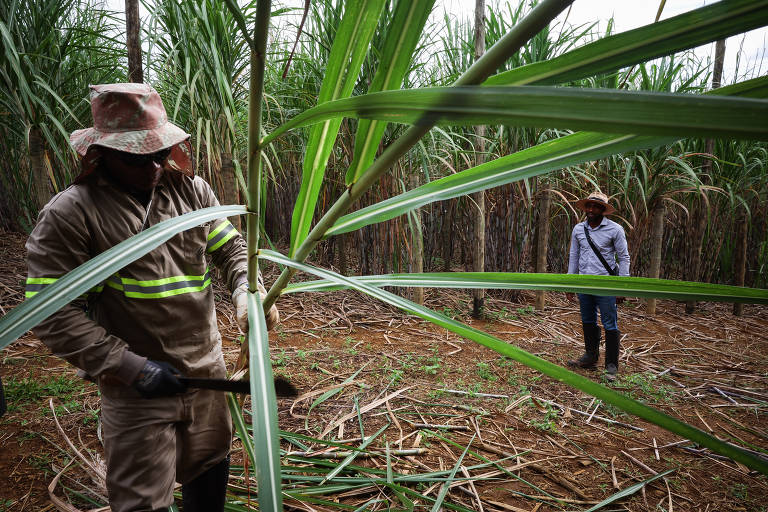 O trabalhador Gilson de Jesus da Conceição, 52, corta cana para processo de melhoramento genético na estação do CTC (Centro de Tecnologia Canavieira) em Camamu (BA)