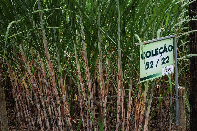 Todas as variedades de cana mantidas em Camamu são identificadas por coleções, que indicam origem e características da planta