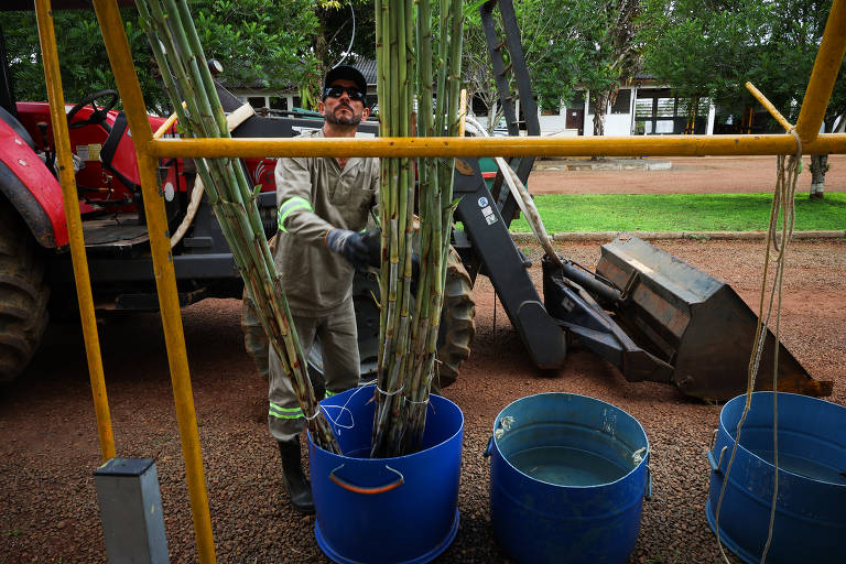 Equipe do CTC prepara cana-de-açúcar para cruzamento em Camamu (BA)