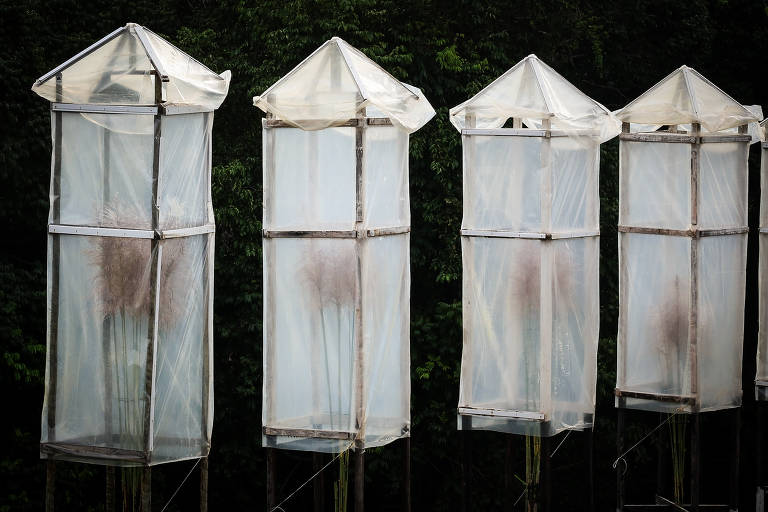Câmara de cruzamento de plantas conhecida como lanterna em fazenda do CTC em Camamu (BA)