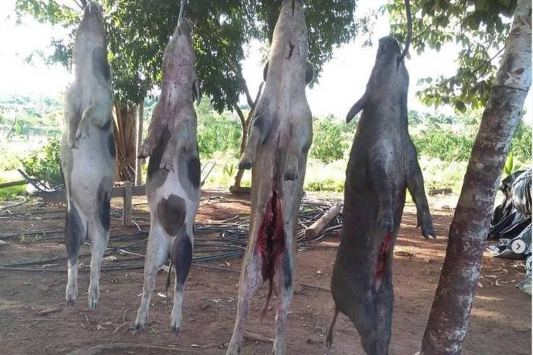 Clube de caça expõe javalis mortos após abate