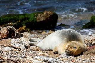 A female endangered Mediterranean monk seal visits the shore of Jaffa