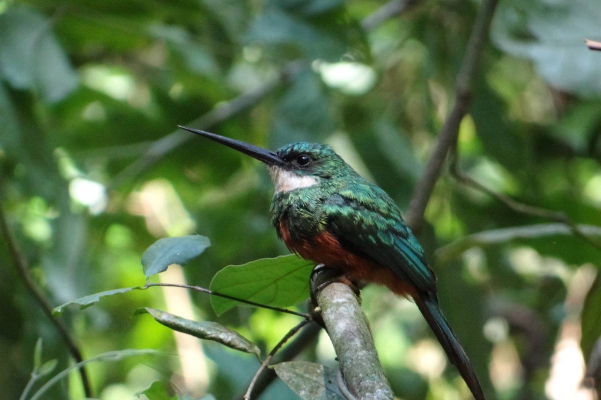 Desmatamento afeta diversidade de aves e compromete resiliência da mata atlântica