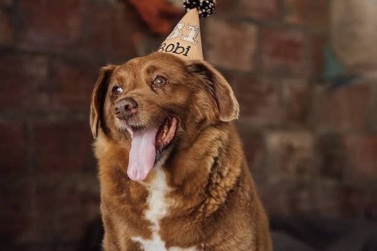 Veterinários questionam idade de Bobi, o cão mais velho do mundo