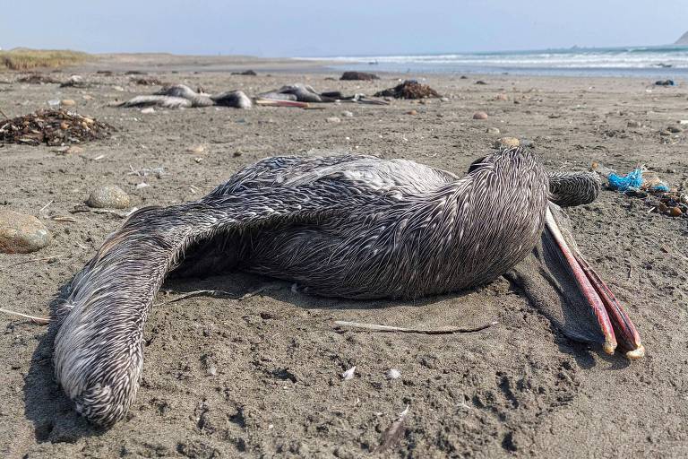 Pelicanos mortos e suspeitos de gripe aviária em uma praia em Lima, Peru. Em casos assim, o recomendado é evitar contato e notificar autoridades para o controle de zoonoses