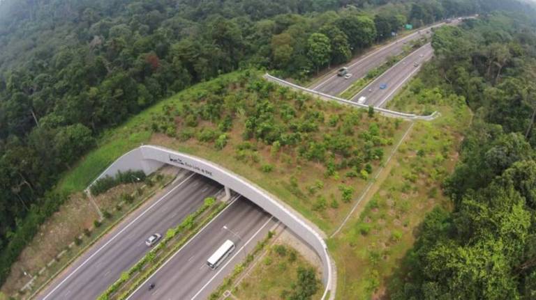 Exemplo de passarela para animais construída sobre rodovia entre duas reservas naturais de Singapura