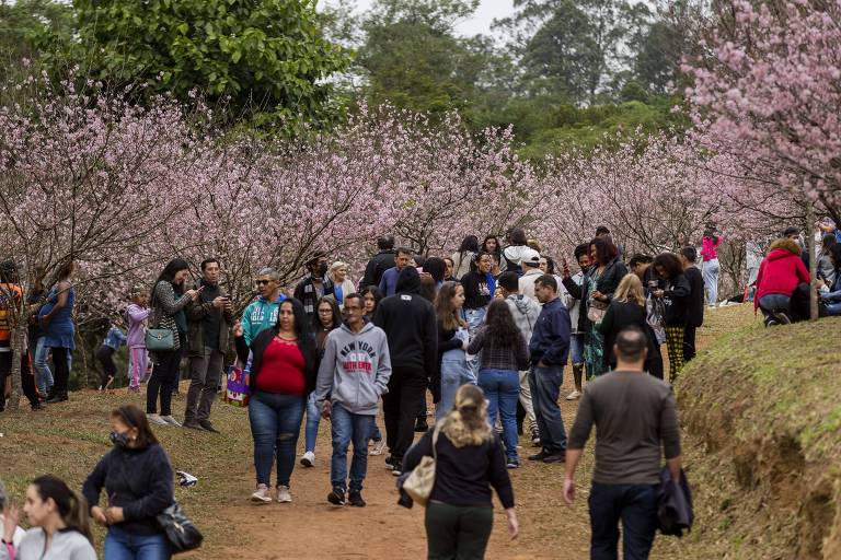 Visitantes aproveitam o último dia da Festa das Cerejeiras, realizada no Parque do Carmo, em agosto de 2022