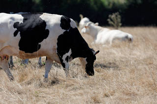 FILE PHOTO: A cow grazes the parched grass of a meadow as a heatwave hits Europe