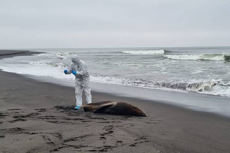 Gripe aviária mata 522 mamíferos marinhos no Sul