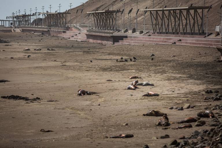 Leões-marinhos mortos em praia de Arica, no norte do Chile, região que concentra o maior número de animais mortos pela gripe aviária