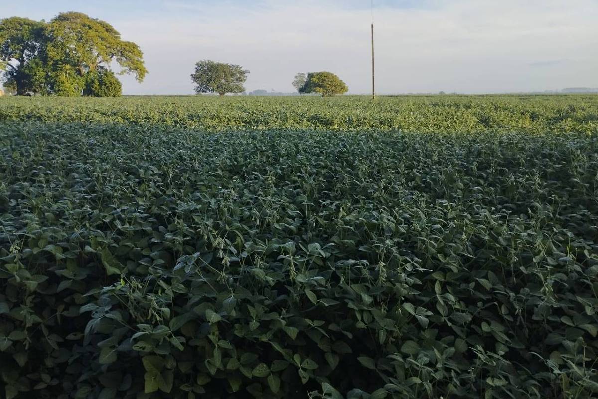 Agricultural prices continue to fall in the field and in retail – 05/25/2023 – Vaivém Agricultural prices continue to fall in the field and in retail – 05/25/2023 – Vaivém