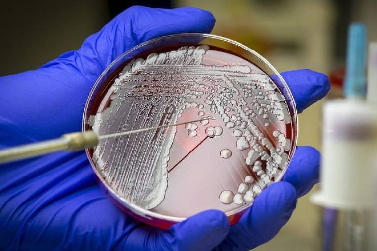 Bactérias sendo cultivadas em laboratório 