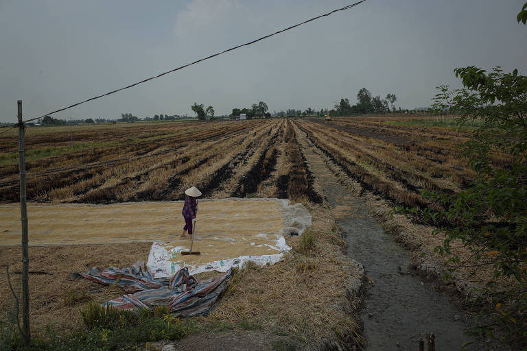 Arroz colhido é seco no Delta do Mekong, Vietnã