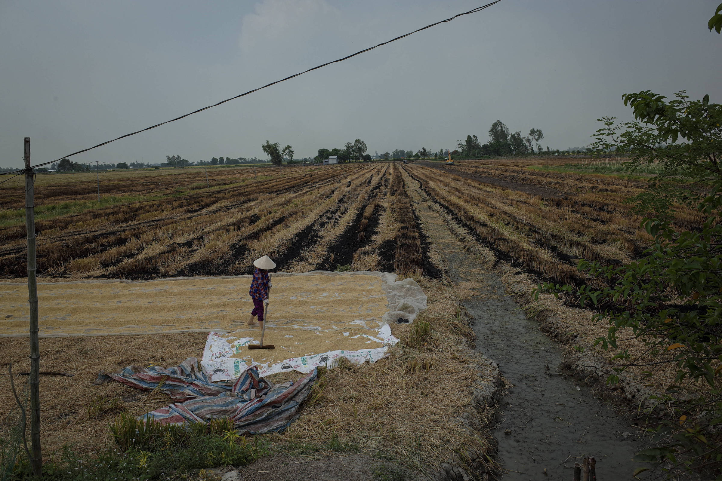 Climate change imposes new directions on rice cultivation – 05/29/2023 – Environment