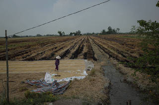 Harvested rice is dried in the Mekong Delta, Vietnam, March 7, 2021. (Thanh Nguyen/The New York Times)