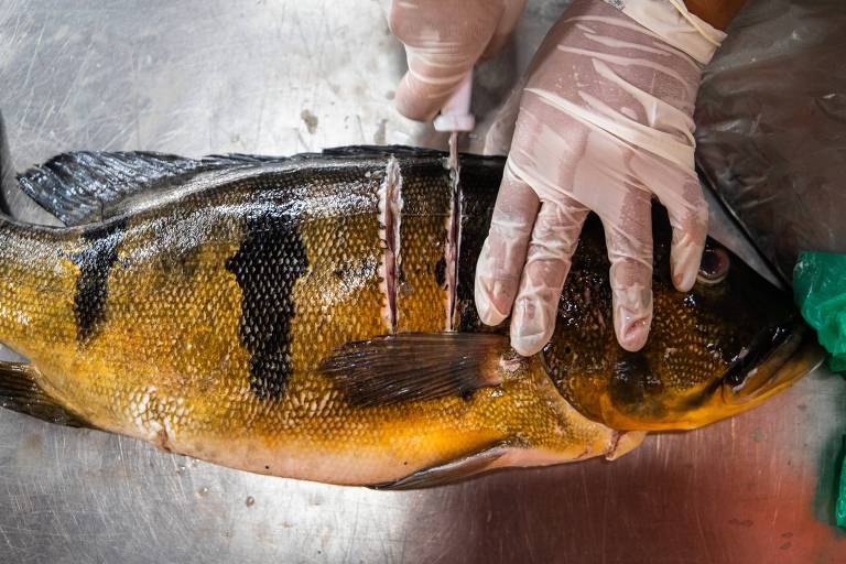 1/5 dos peixes vendidos em 6 estados da Amazônia tem alta concentração de mercúrio