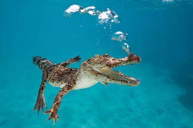 Crocodilo de água salgada ataca mergulhador na Austrália