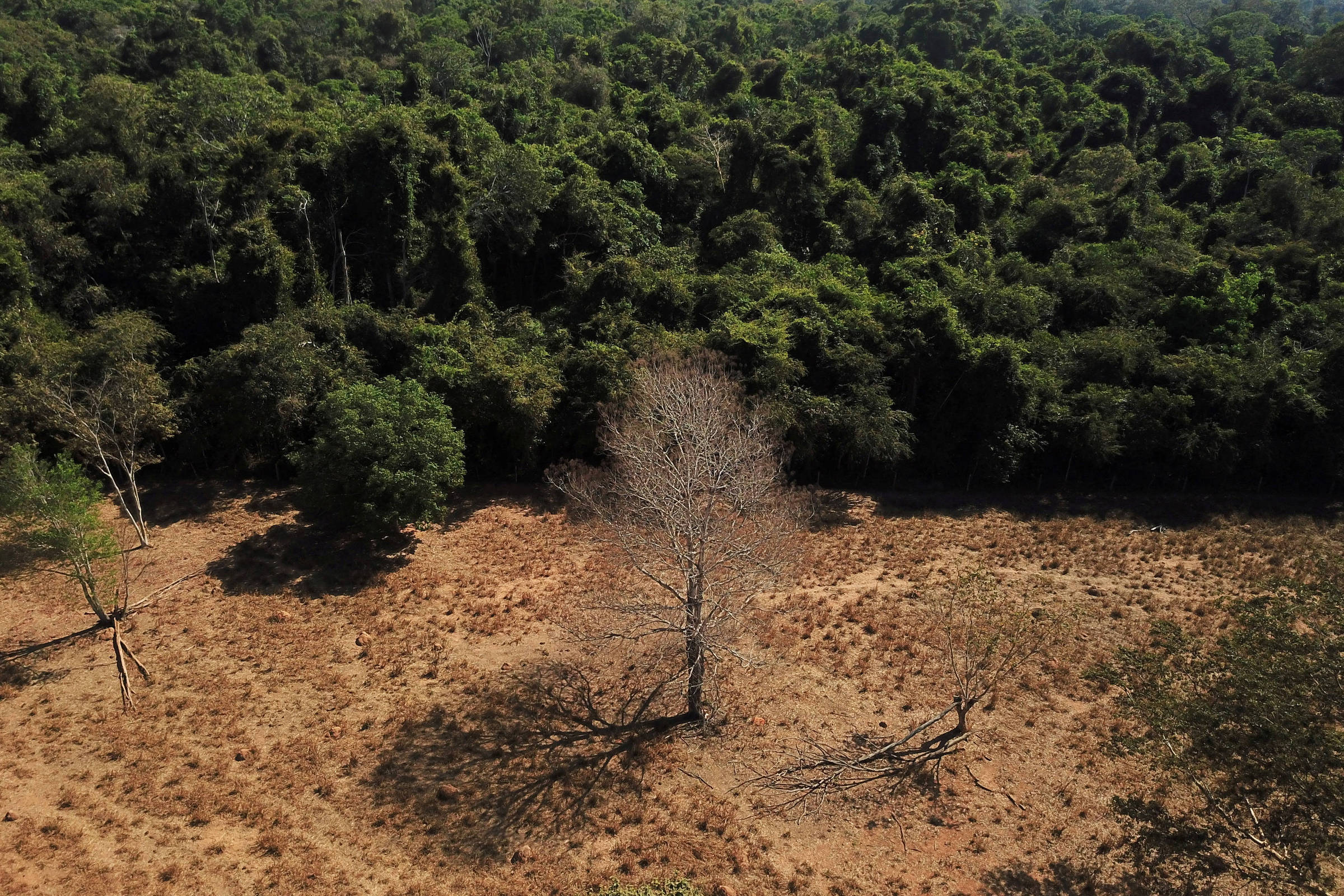 Cerrado: country has to deal with legal deforestation in the biome – 06/07/2023 – Environment