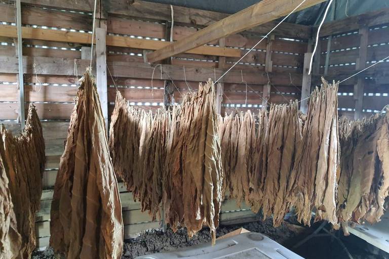 Folhas de tabaco secando para produção de charutos na Finca Neo Jibairo, em Rio Grande, Porto Rico