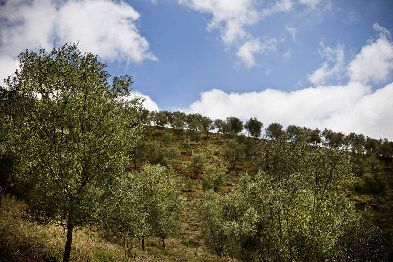 Olivais de Maria da Fé, em Minas Gerais: conhecer as plantações e a produção de azeite é uma ótima opção de passeio na cidade, que é a mais fria de Minas Gerais