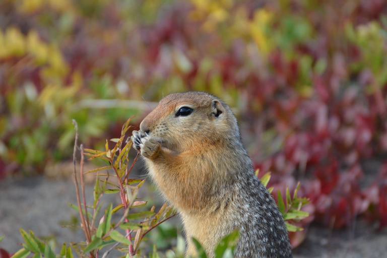 Esquilo comendo em uma paisagem com gramado verde com manchas amareladas e vermelhas