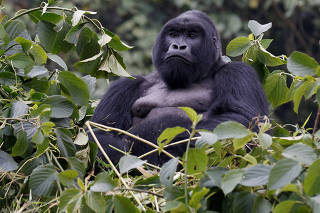 FILE PHOTO: An endangered silverback high mountain gorilla from Sabyinyo family rests atop trees inside the forest in the Volcanoes National Park near Kinigi