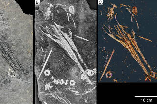 Three views of Oda, a 240 million-year-old ichthyosaur found in Svalbard, Norway, including, from left, a photograph, radiograph and computed tomography scan. Scientists were able to unlock the identity of an ichthyosaur that had been reduced to a two-dimension jumble of bones. (Engelschiøn et al. PLOS ONE via The New York Times)