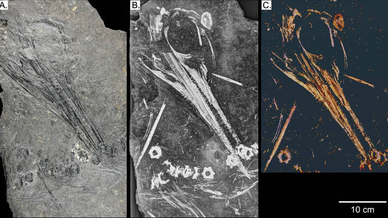 Três imagens de Oda, o ictiossauro de 240 milhões de anos encontrado em Svalbard, Noruega, incluindo, a partir da esquerda, uma fotografia, radiografia e tomografia computadorizada