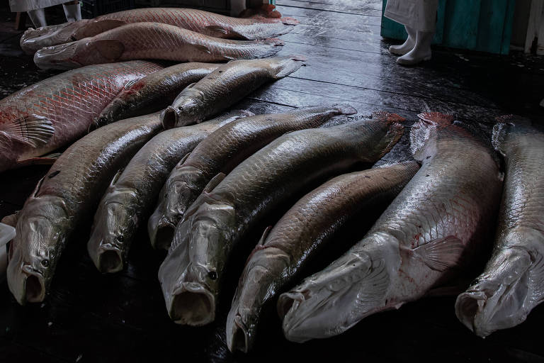 'Você está querendo morrer': pesca ilegal no Brasil ameaça vidas