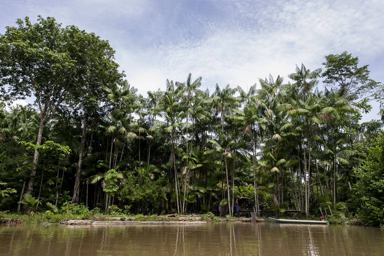 Defensores da exploração de petróleo no Amazonas acenam com fundo para floresta