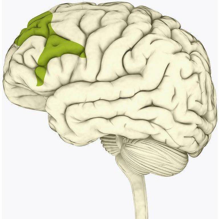 O córtex pré-frontal do cérebro é afetado pelo estresse frequente