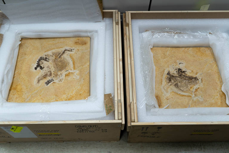 O fóssil do dinossauro Ubirajara jubatus, levado irregularmente para Alemanha em 1995, voltou ao Brasil neste domingo (4), em Brasília (DF)