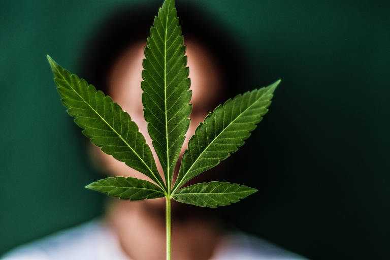 STJ autoriza cultivo de 354 mudas de Cannabis