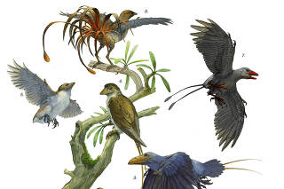 An illustration provided by Michael Rothman shows an artistÕs impression of distant relatives of todayÕs birds that filled the Mesozoic skies 125 million years ago: male Feitianius (6); female Feitianius (5); Orienantius (4); center Sulcavis (7); Avimaia