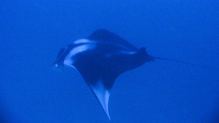 Raia manta na Foz do Amazonas