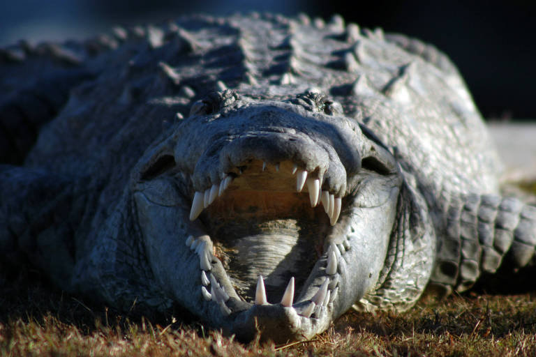 Crocodilo fêmea se reproduz sem contato com macho na Costa Rica