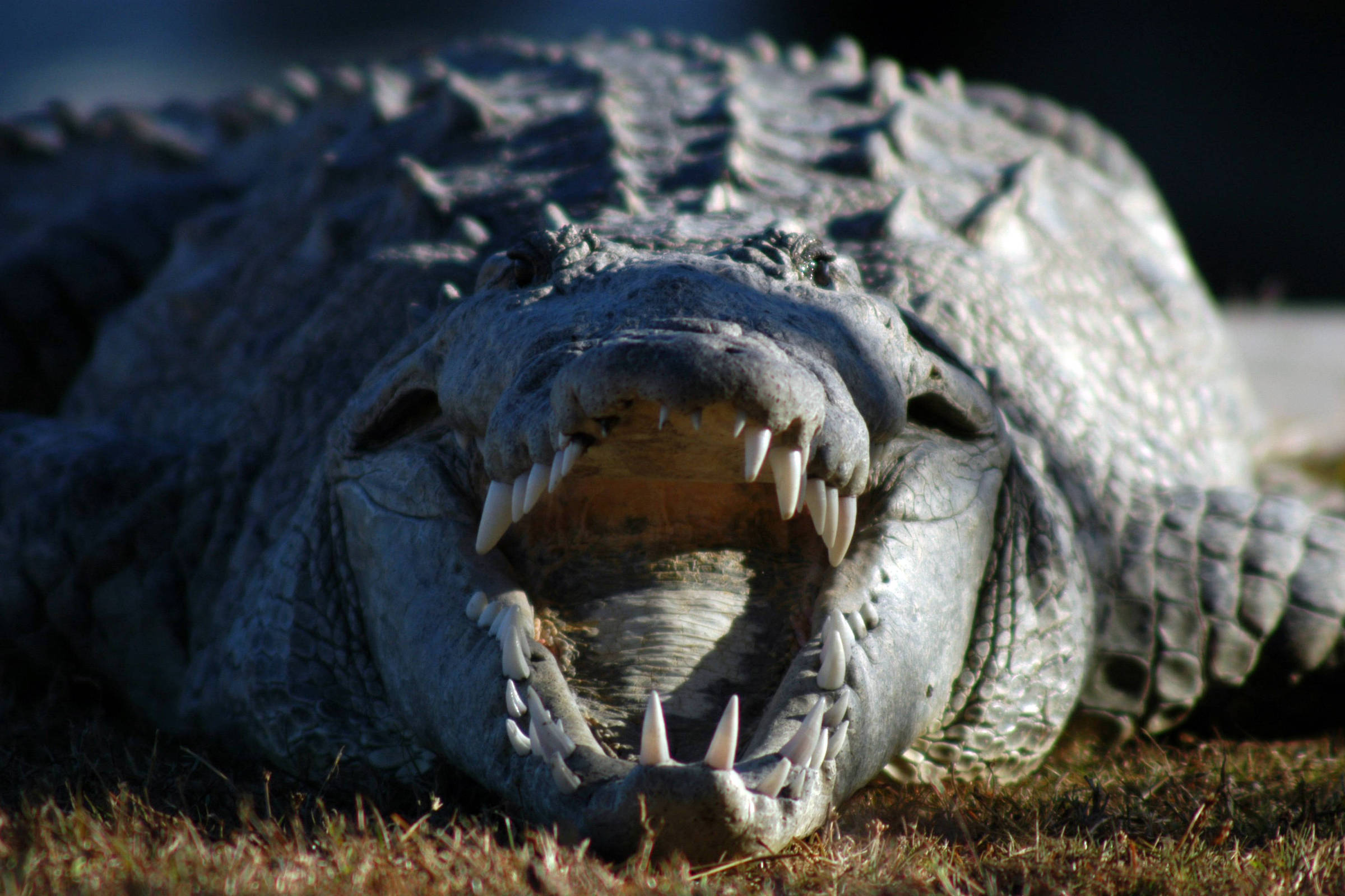 Scientists discover virgin birth in crocodile – 06/08/2023 – Science