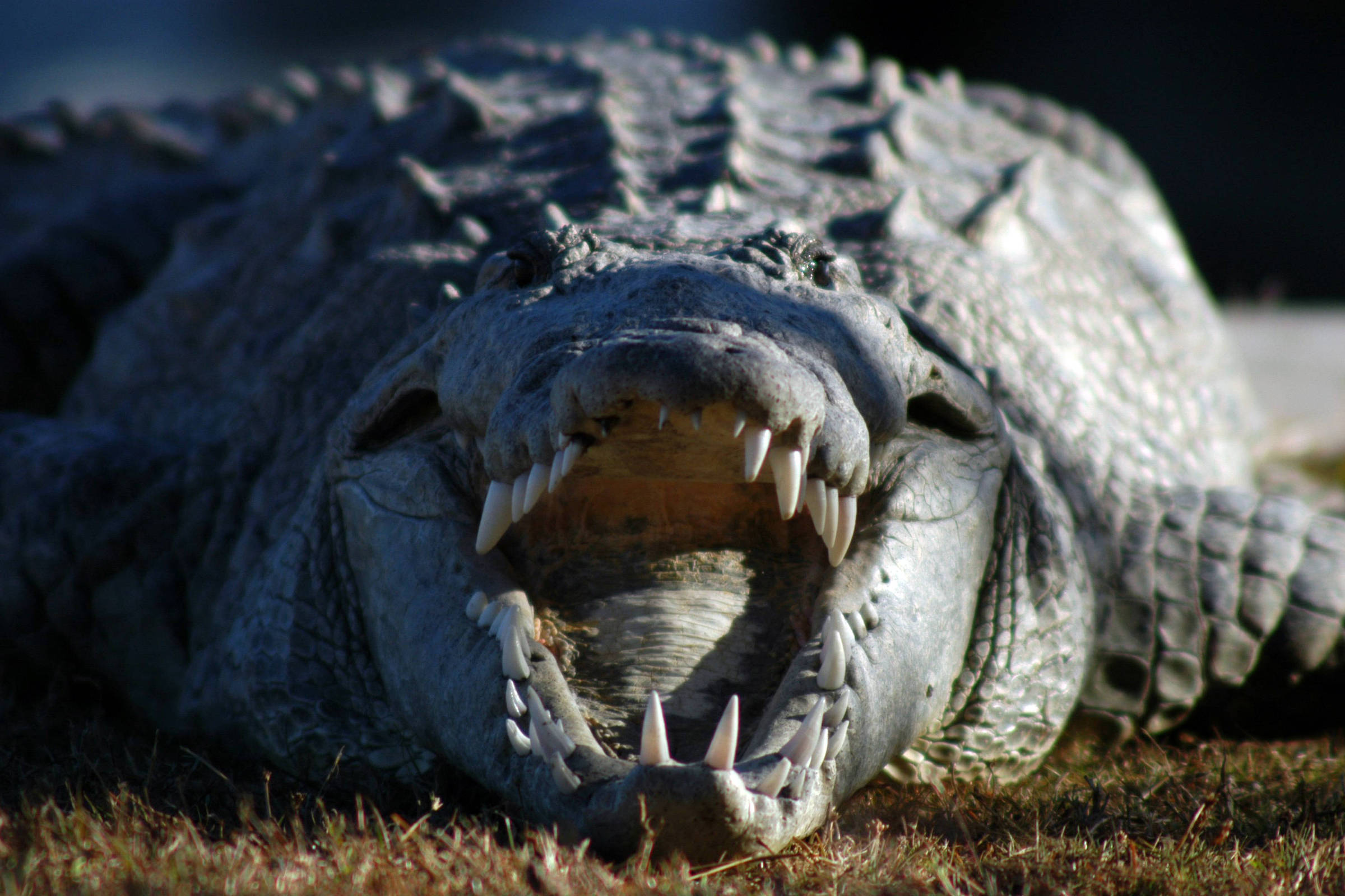 Teste Padrão Vivo Da Cauda Do Crocodilo Do Corpo Vivo Para O Fundo Foto de  Stock - Imagem de bens, cultivar: 102439002