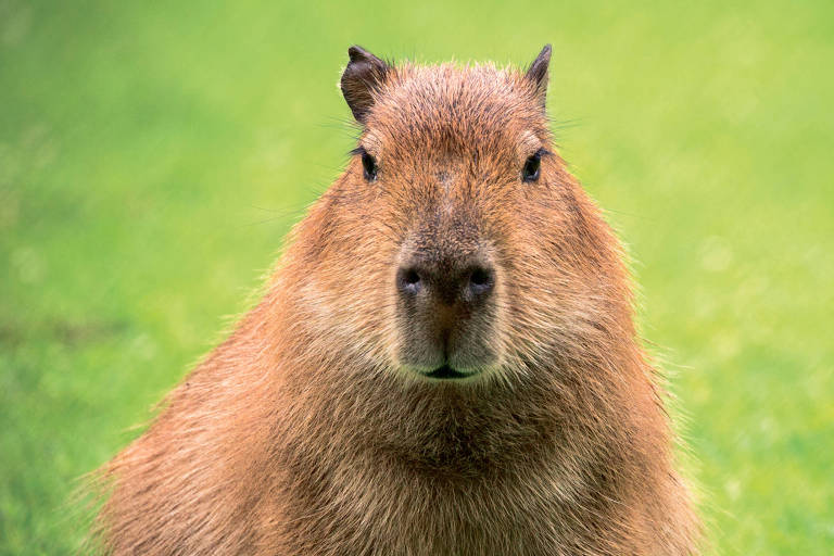 meu nome e clara a capivara｜Pesquisa do TikTok