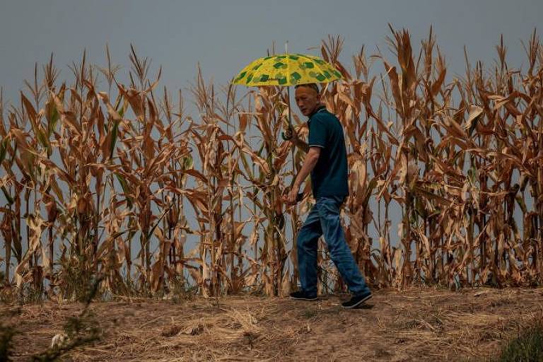 Homem caminha ao lado de plantação de milho em meio à seca na região de Jiujiang, província de Jiangxi, na China